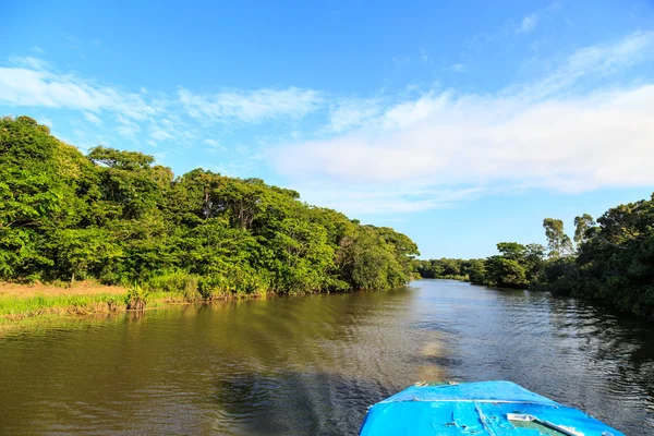 Rivière aux arbres verts sur les rives dans un paysage tropical — Photo