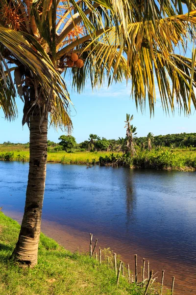 Coconut tree at the banks of a river — Stock Photo, Image