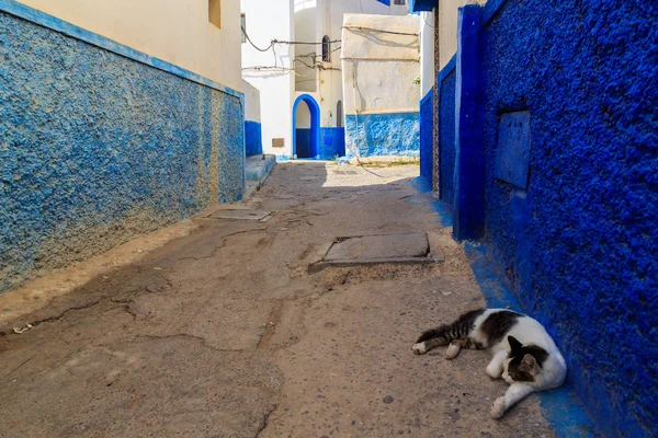 Cat sleeping in the small streets in blue and white in the kasba — Stock Photo, Image