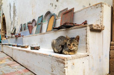 Essaouira Fas'ta Hatıra Eşyası arasında uyuyan kedi