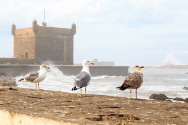 Essaouira liman Ortaçağ kulesinde önünde kuşlar 