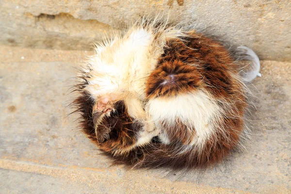 Piccolo gattino che dorme per strada — Foto Stock