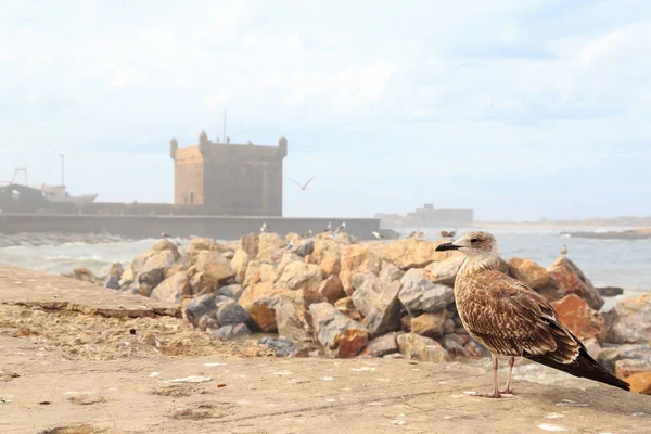 Ptaki przed średniowiecznej wieży w port w As-Sawirze — Zdjęcie stockowe
