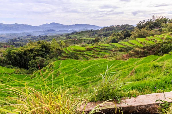 Piękny zielony ryżu tarasy w pochmurny dzień — Zdjęcie stockowe