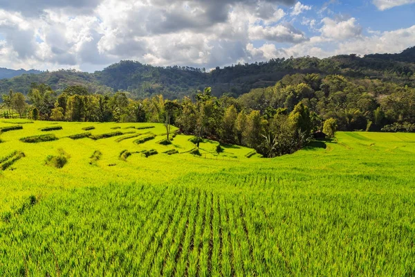Piękny zielony ryżu tarasy oświetlone słońcem w pochmurny dzień — Zdjęcie stockowe