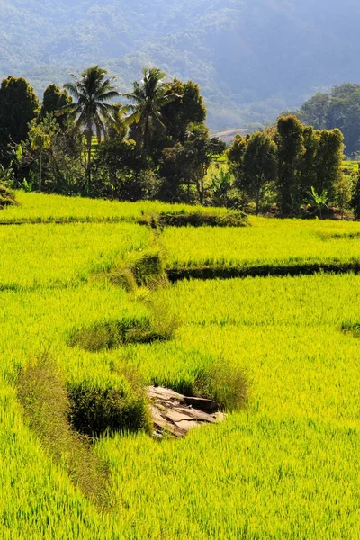 Piękny zielony ryżu tarasy oświetlone przez słońce — Zdjęcie stockowe