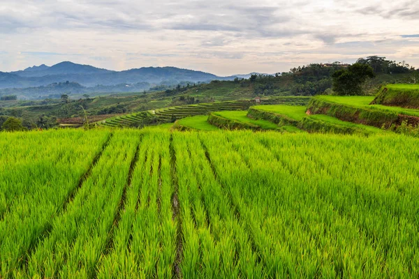 Beautiful green rice terraces on a cloudy day — Stock Photo, Image