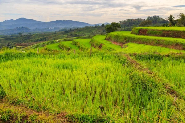 Piękny zielony ryżu tarasy w pochmurny dzień — Zdjęcie stockowe