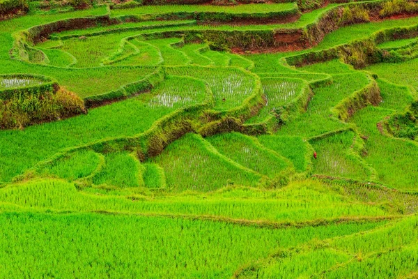 Detalle de hermosas terrazas de arroz verde — Foto de Stock