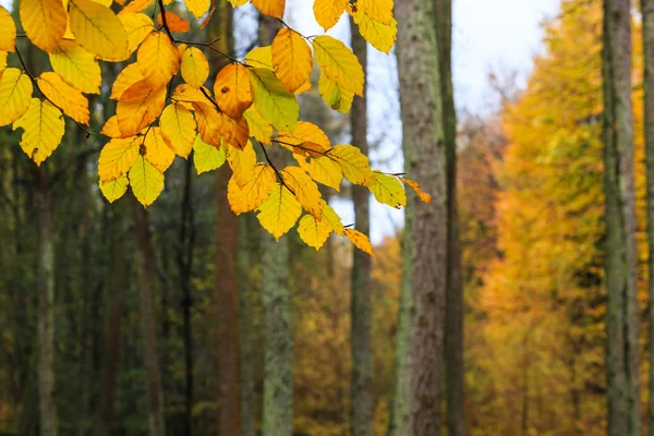 Hermosas hojas coloridas de otoño en un bosque — Foto de Stock