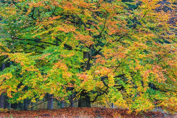 Krásný barevný podzimní strom v lese — Stock fotografie