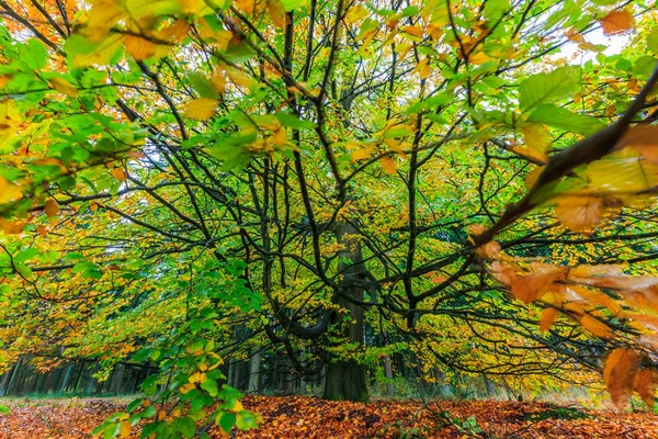 Hermoso árbol de otoño colorido en un bosque — Foto de Stock