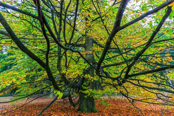 एक जंगल में सुंदर रंगीन शरद ऋतु पेड़ — स्टॉक फ़ोटो, इमेज
