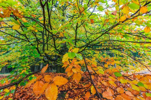 Bel arbre d'automne coloré dans une forêt — Photo