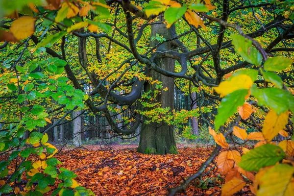 Bel arbre d'automne coloré dans une forêt — Photo