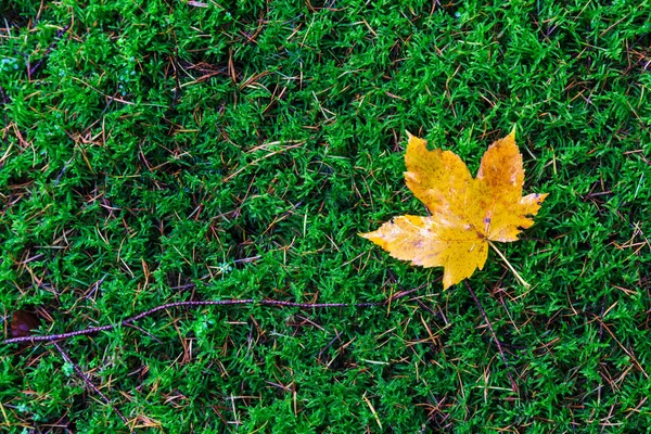 Feuille d'érable couchée sur le sol dans une forêt — Photo