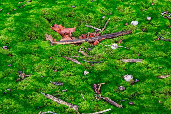 Branches lying on the ground in a forest in autumn — Stock Photo, Image