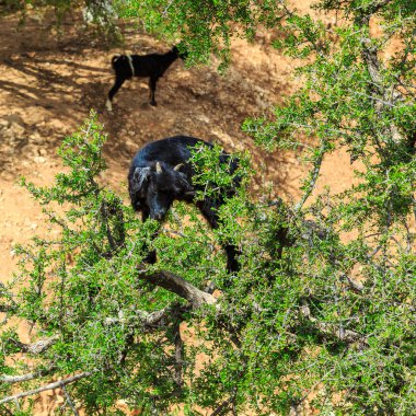 Argan fındık yemeye bir argan ağacı tırmanma keçi