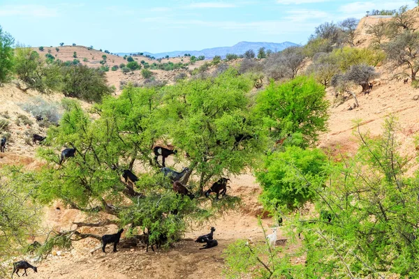 Goats climbing an argan tree to eat the argan nuts — Stock Photo, Image
