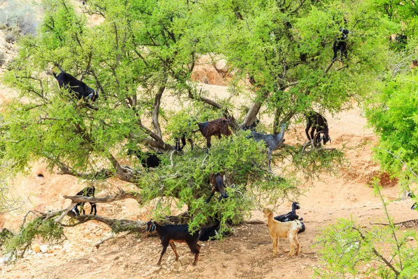 Chèvres grimpant sur un arganier pour manger les noix d'argan — Photo