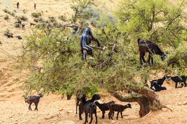 Chèvres grimpant sur un arganier pour manger les noix d'argan — Photo