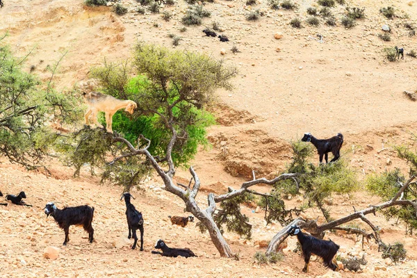 Cabras escalando uma árvore de argan para comer as nozes de argan — Fotografia de Stock