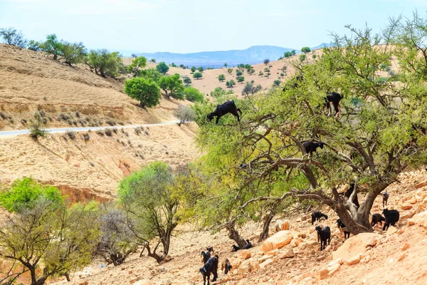 Cabras trepando a un árbol de argán para comer las nueces de argán —  Fotos de Stock