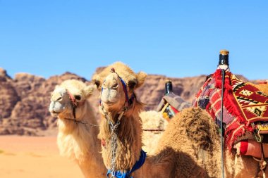 Arka planda taşlarla Ürdün Wadi Rum çölün ortasında deve