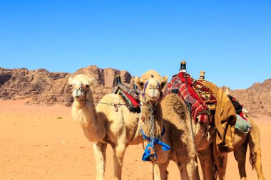 Arka planda taşlarla Ürdün Wadi Rum çölün ortasında deve