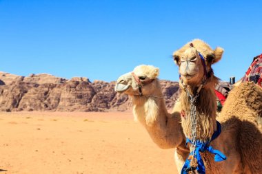 Arka planda taşlarla Ürdün Wadi Rum çölün ortasında deve