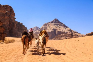 Güneşli bir günde Ürdün Wadi Rum çölde yürüyen deve kervanı