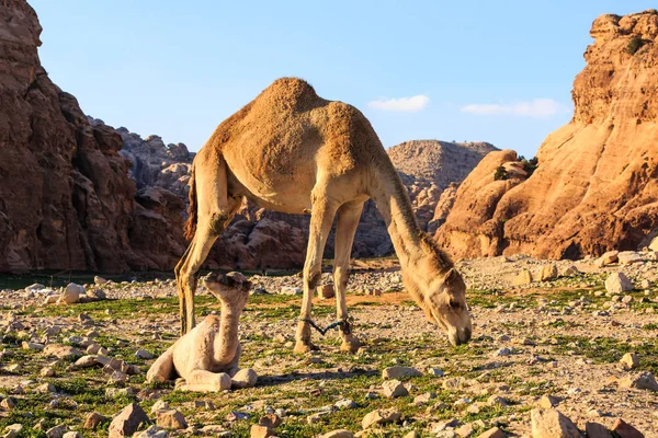 Camello Hembra Con Joven Desierto Cerca Petra Jordania Con Rocas — Foto de Stock