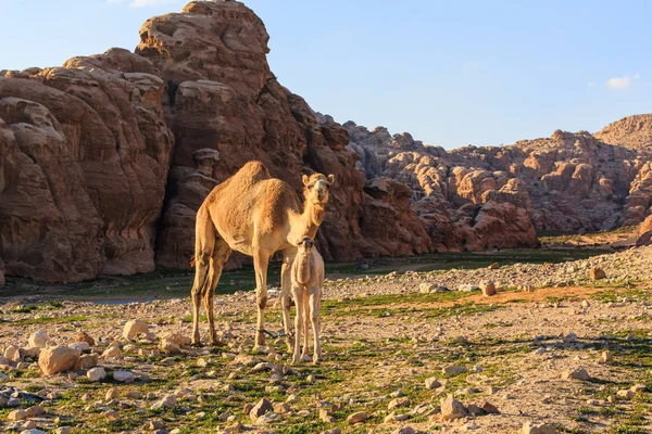 Camello Hembra Con Joven Desierto Cerca Petra Jordania Con Rocas — Foto de Stock