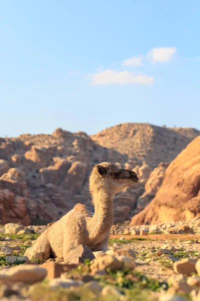 Camello Joven Tendido Suelo Desierto Cerca Petra Jordania Atardecer — Foto de Stock