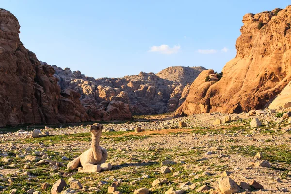 Camello Joven Tendido Suelo Desierto Cerca Petra Jordania Atardecer — Foto de Stock