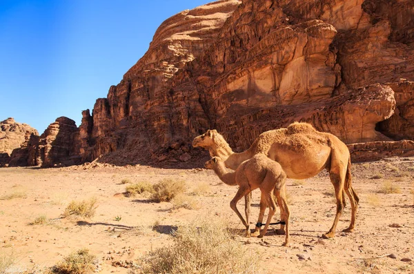 Camello Femenino Caminando Con Joven Desierto Wadi Rum Jordania — Foto de Stock