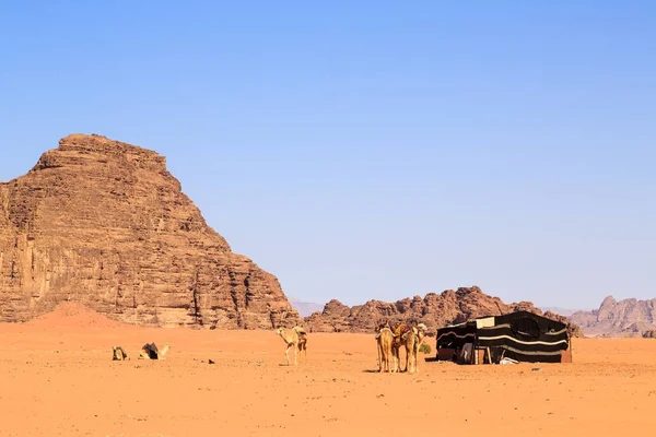 Paisaje Con Camellos Una Tienda Beduina Medio Del Desierto Wadi — Foto de Stock