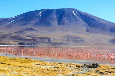 Bolivya 'daki heyecan verici lagona koloni manzarasında pembe flamingolar.