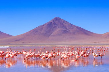 Bolivya 'daki heyecan verici lagona koloni manzarasında pembe flamingolar.