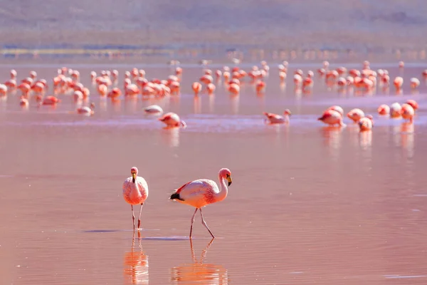 Flamingos cor-de-rosa na emocionante lagona colorada Bolívia — Fotografia de Stock