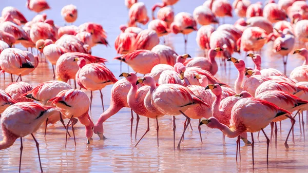 Heyecan verici lagona colorada Bolivya 'da pembe flamingolar — Stok fotoğraf
