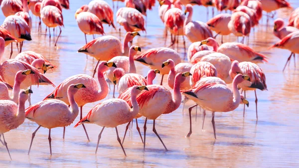 Flamingos cor-de-rosa na emocionante lagona colorada Bolívia — Fotografia de Stock