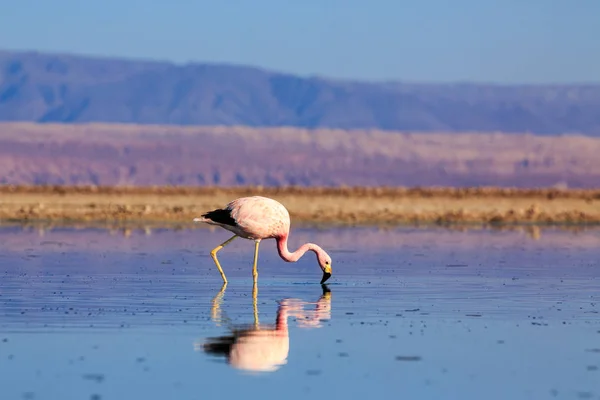 Pink flamingos at exciting Lagoon scenery with reflecion in the — Stock Photo, Image