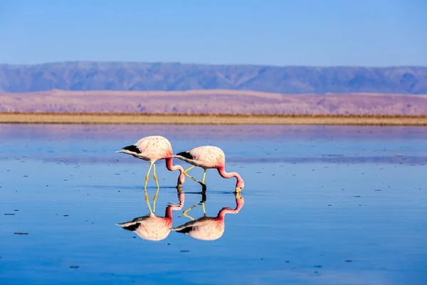 Flamingos cor-de-rosa na emocionante paisagem da Lagoa com reflexos na — Fotografia de Stock