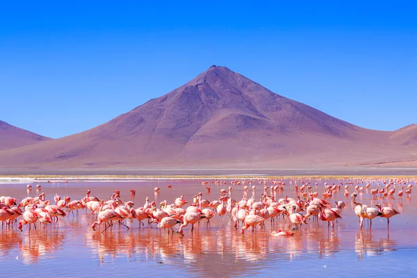 玻利维亚的粉红火烈鸟在令人兴奋的落差色风景 图库图片