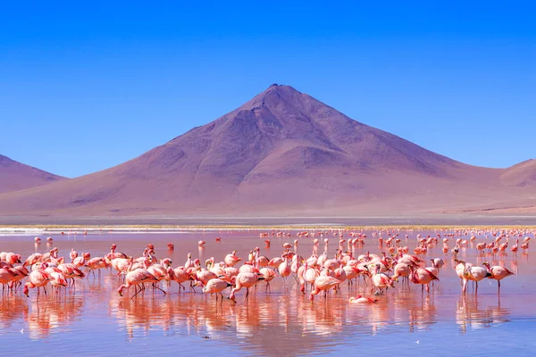 Bolivya 'daki heyecan verici lagona koloni manzarasında pembe flamingolar. Stok Resim