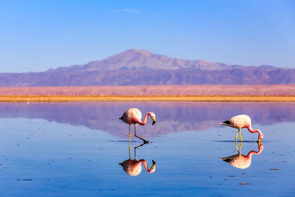 Heyecan verici göl manzarasında pembe flamingolar ve refleksler. Stok Resim