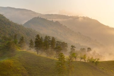 Orman ve dağların panoramik manzarası, yaz manzarası