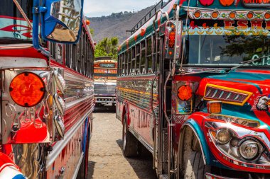 Guatemala 'da toplu taşıma olarak kullanılan renkli eski okul otobüsleri