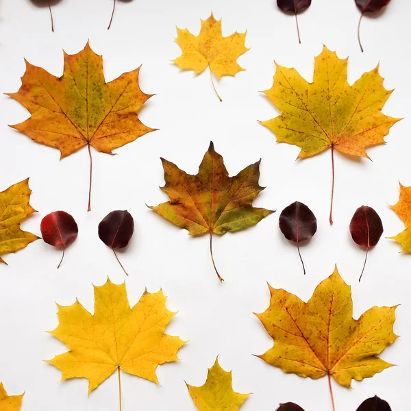 Jasný podzimní vzor s listy na bílém pozadí. Pohled shora, plochý ležel, pohled shora — Stock fotografie